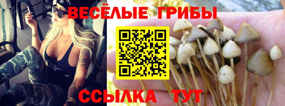 Галлюциногенные грибы Psilocybe Ржев